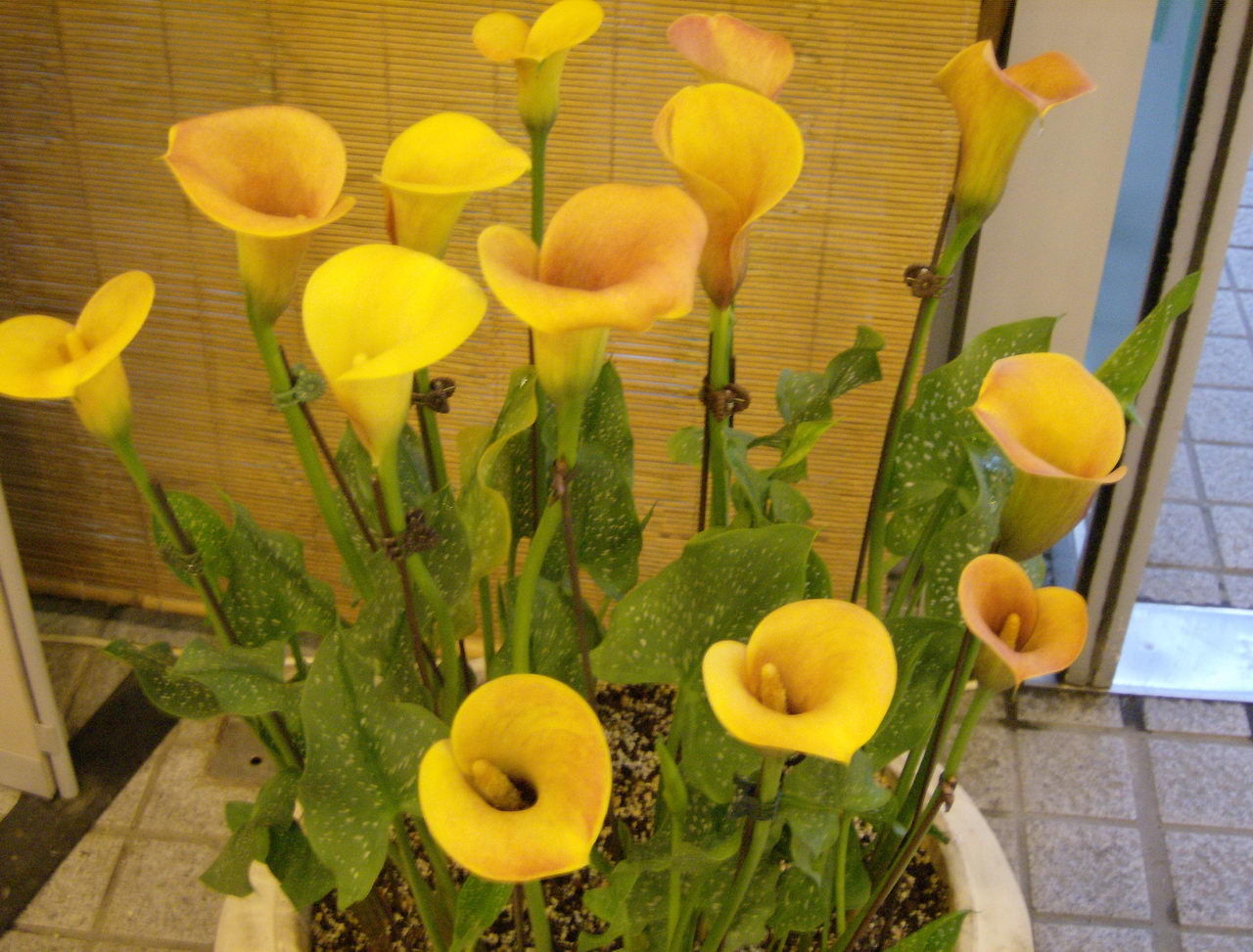 گل شیپوری طلایی